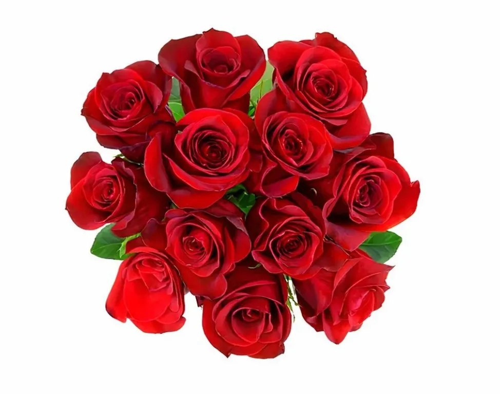 Fresh Flower ( USA &amp; CANADA ONLY)